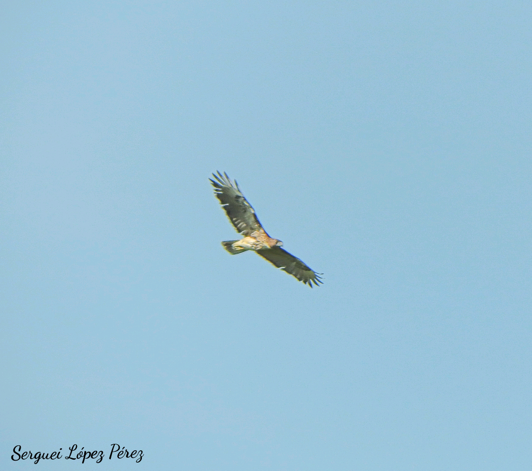 Red-tailed Hawk - ML644420881