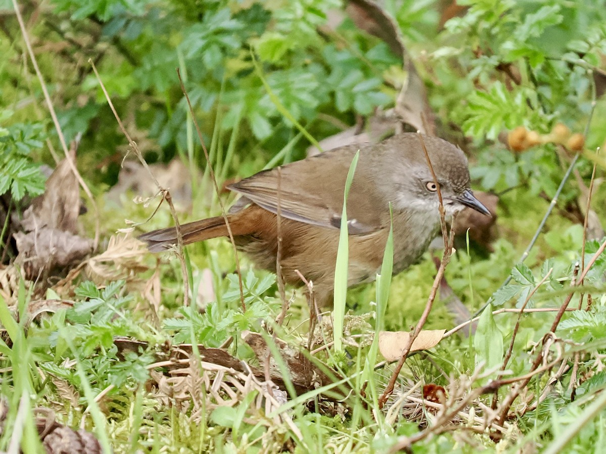 tasmankrattsmett - ML644420888