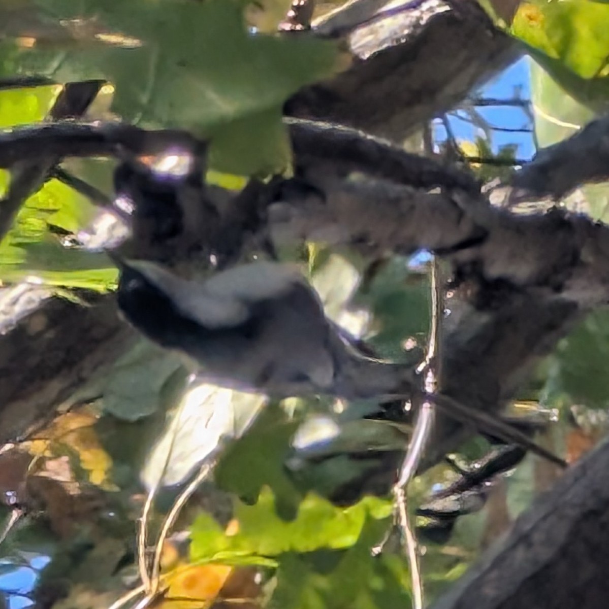 White-breasted Nuthatch - ML644420890