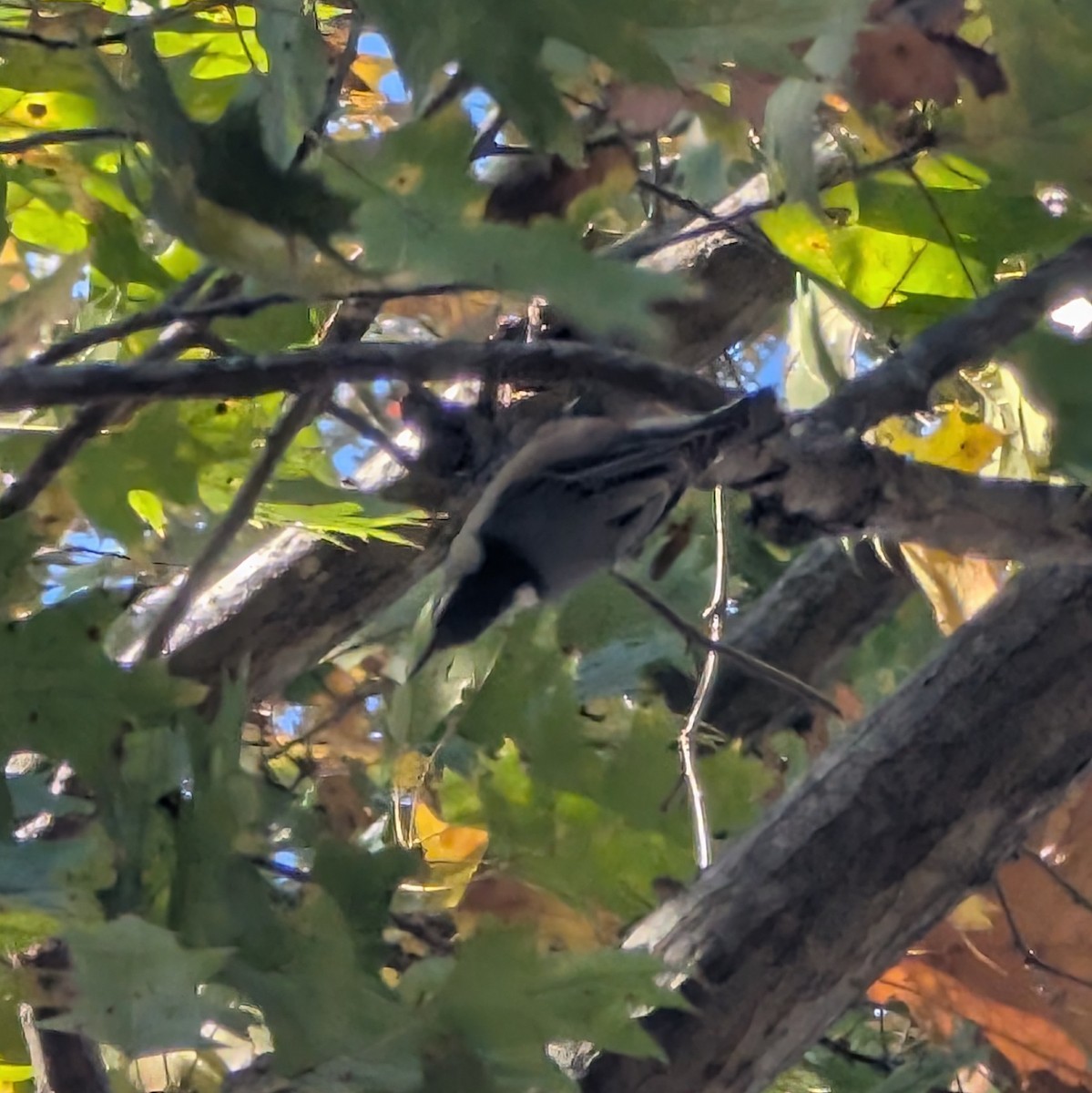 White-breasted Nuthatch - ML644420891
