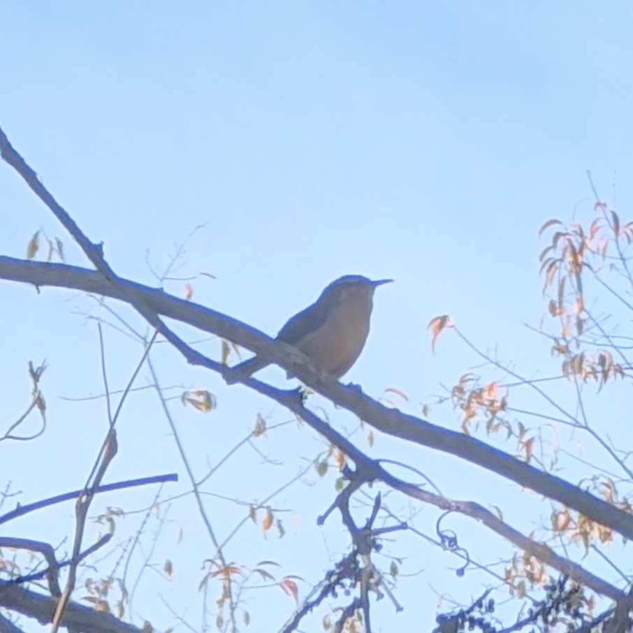 Cucarachero de Carolina - ML644420896