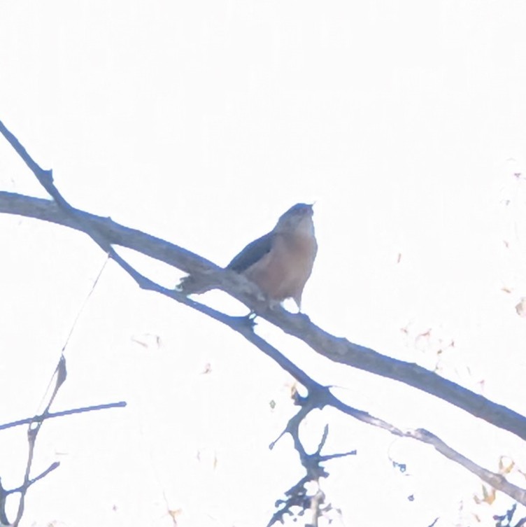 Cucarachero de Carolina - ML644420897