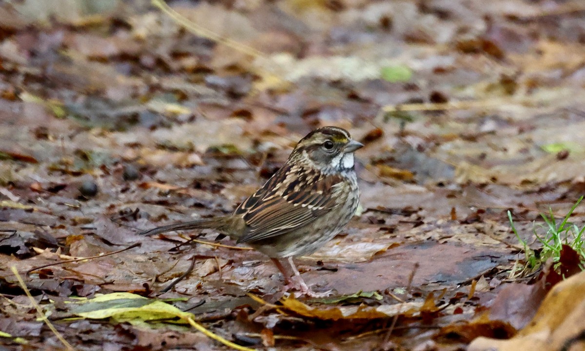 White-throated Sparrow - ML644420898