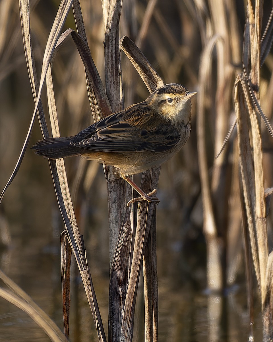 Sedge Warbler - ML644420899