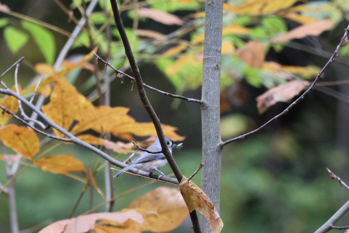 Tufted Titmouse - ML644420900