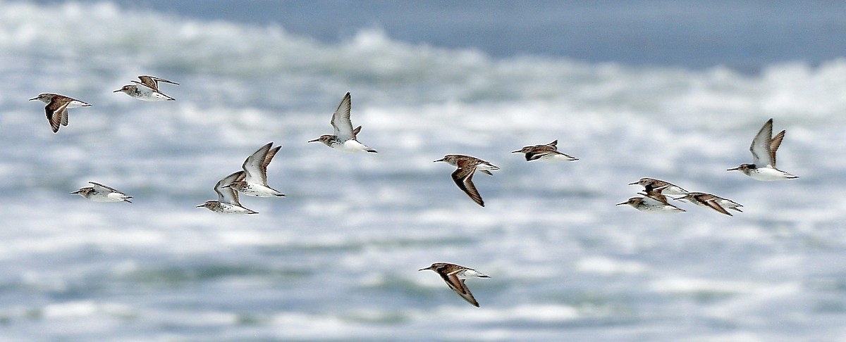 beringsnipe - ML644420902