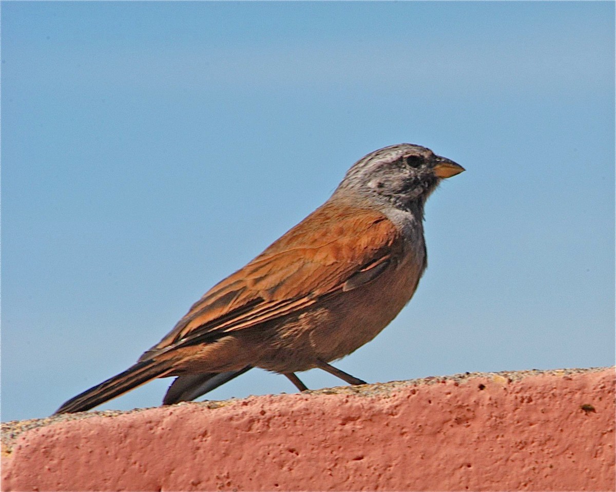 House Bunting - ML644420907