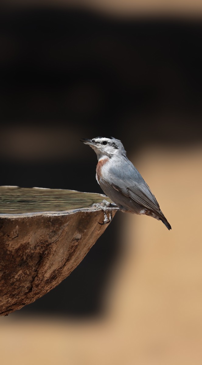 Türkenkleiber - ML644420909