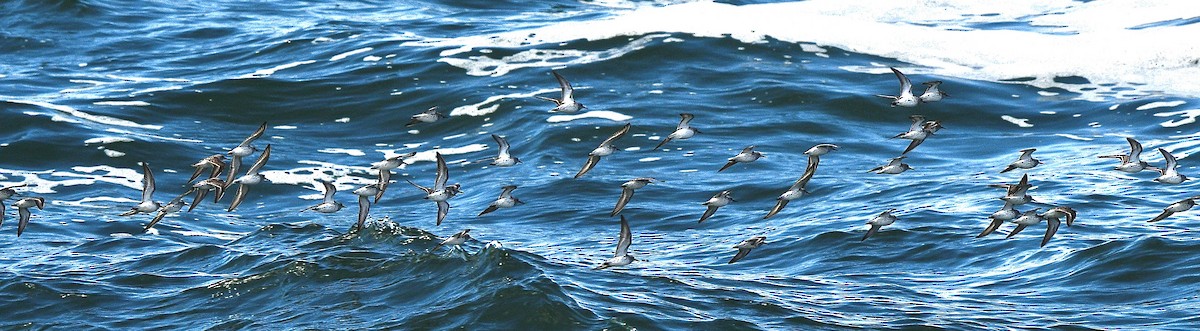 beringsnipe - ML644420914