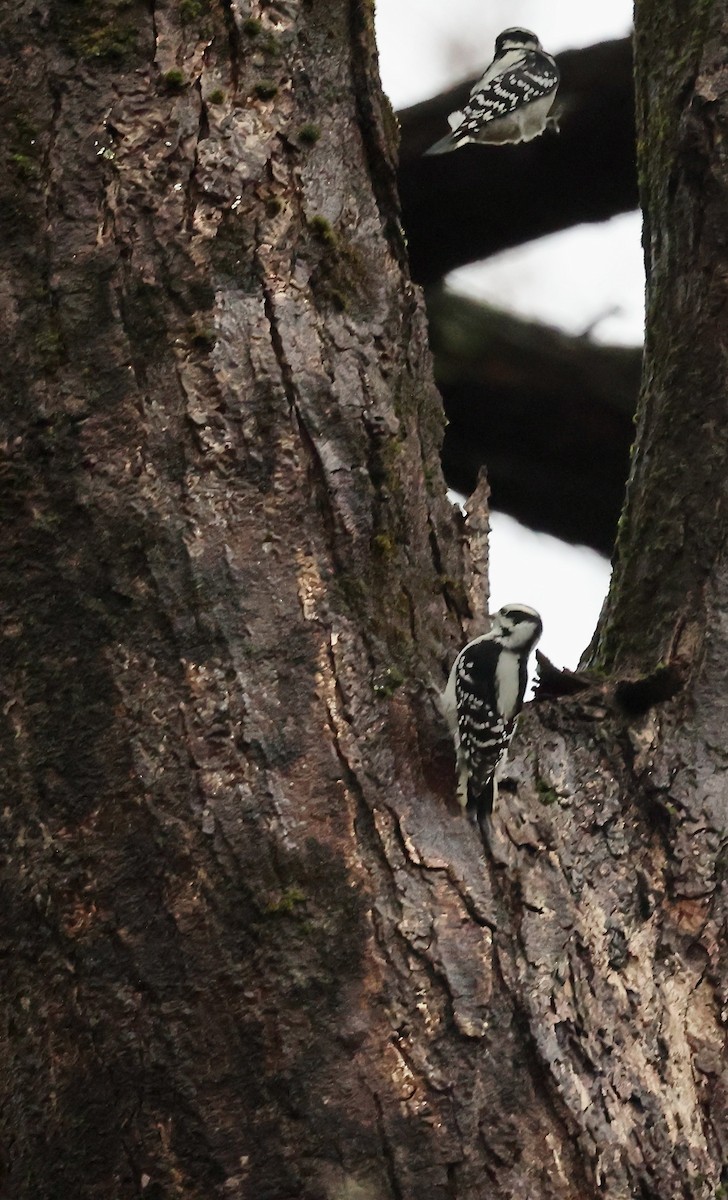 Downy Woodpecker - ML644420915