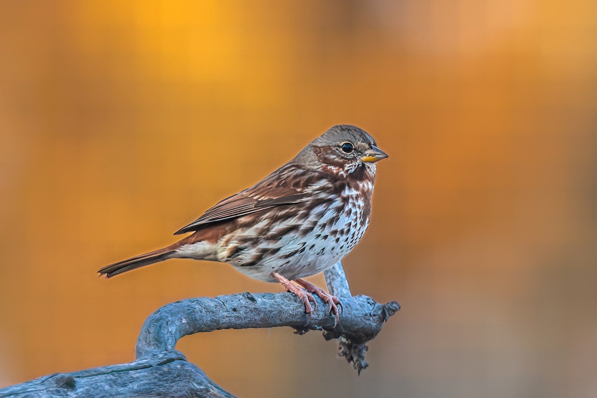 Fox Sparrow - ML644420921