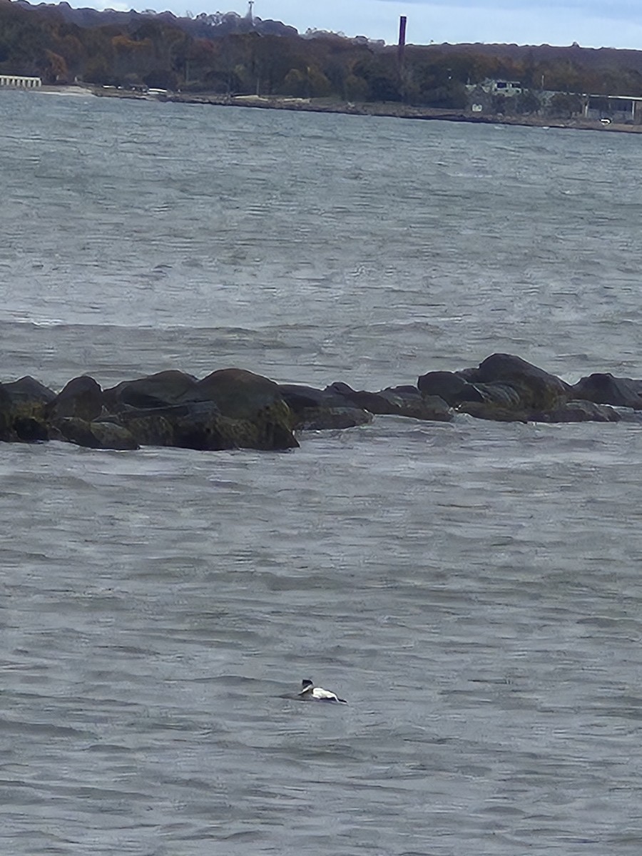 ærfugl - ML644420922