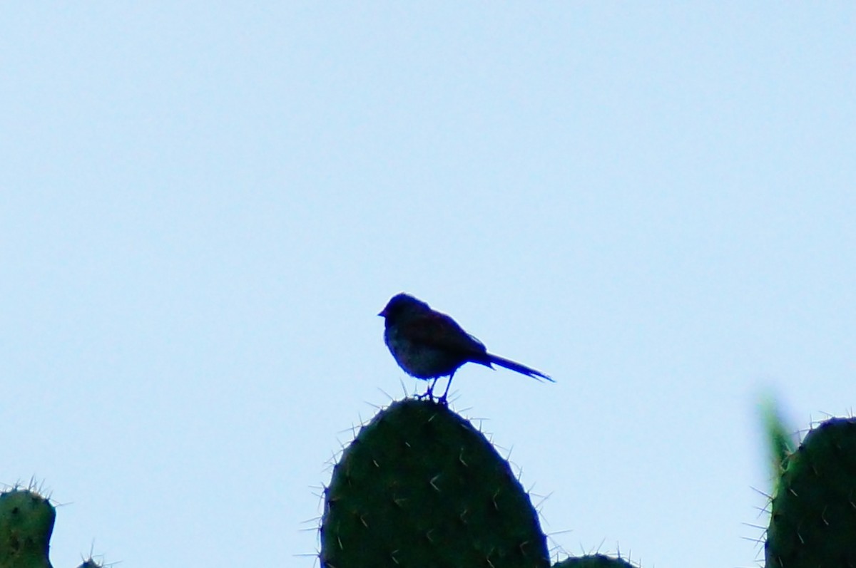 Black-chinned Sparrow - ML644420932