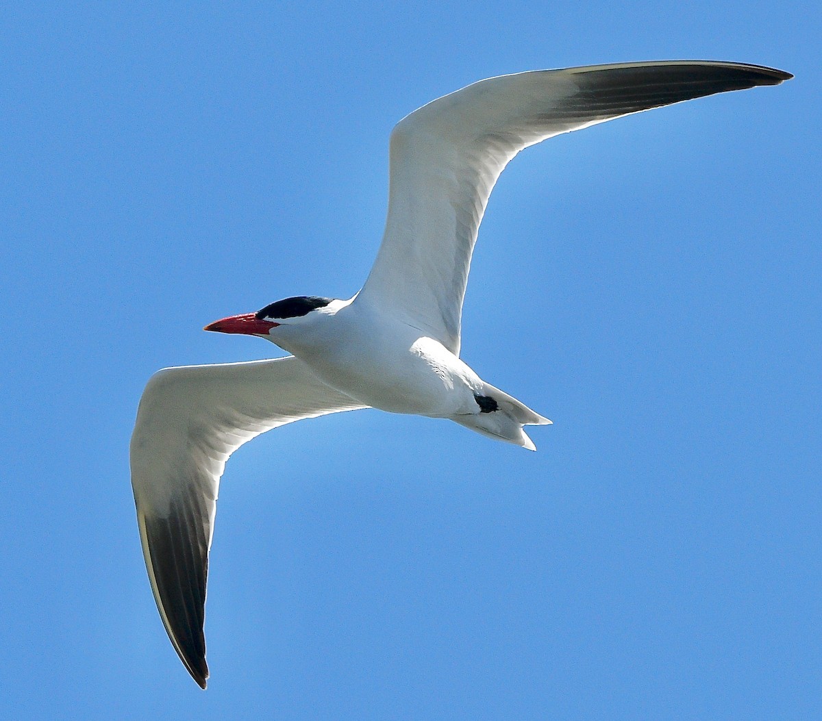 Raubseeschwalbe - ML644420935