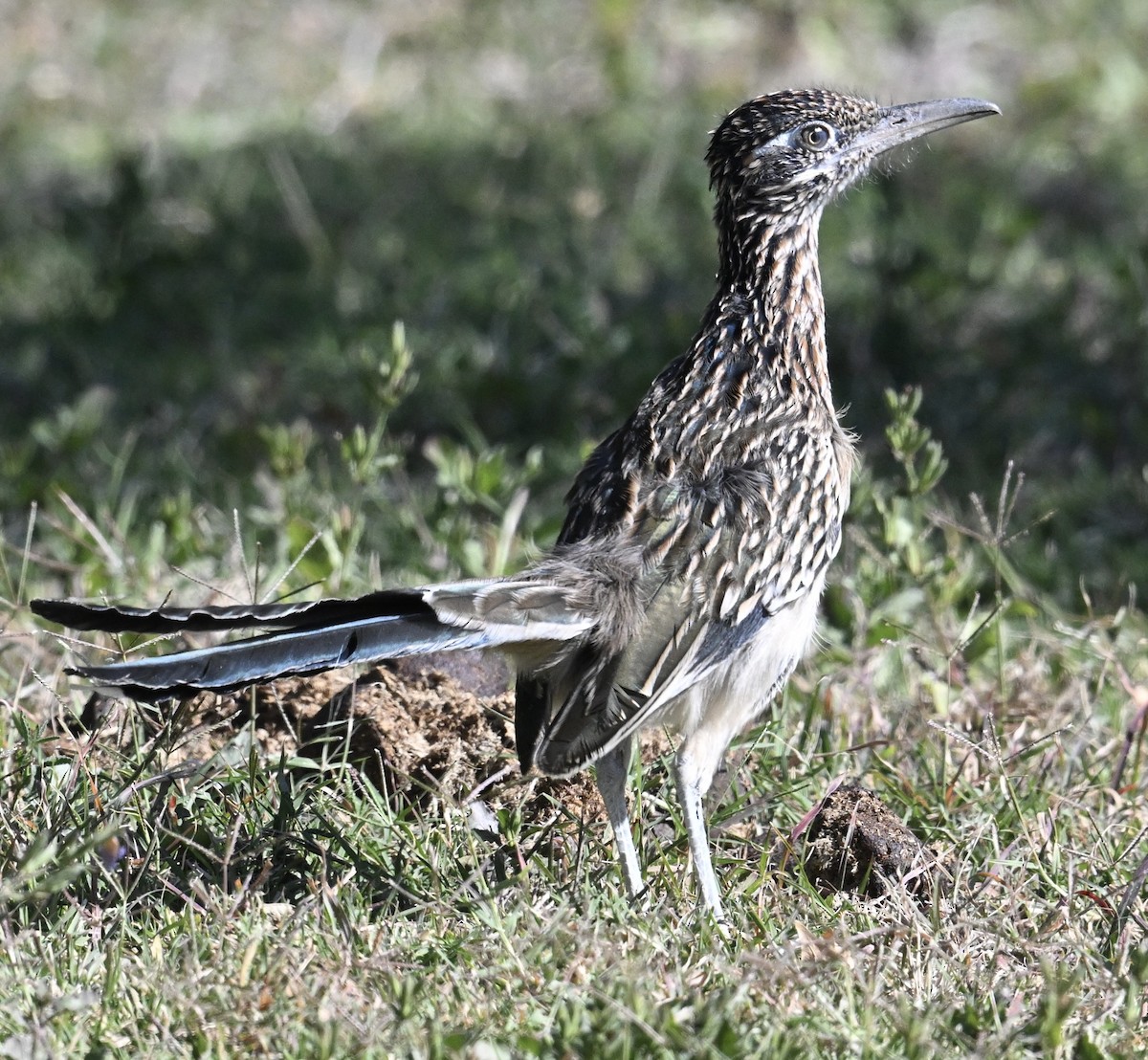 storløpegjøk - ML644420937