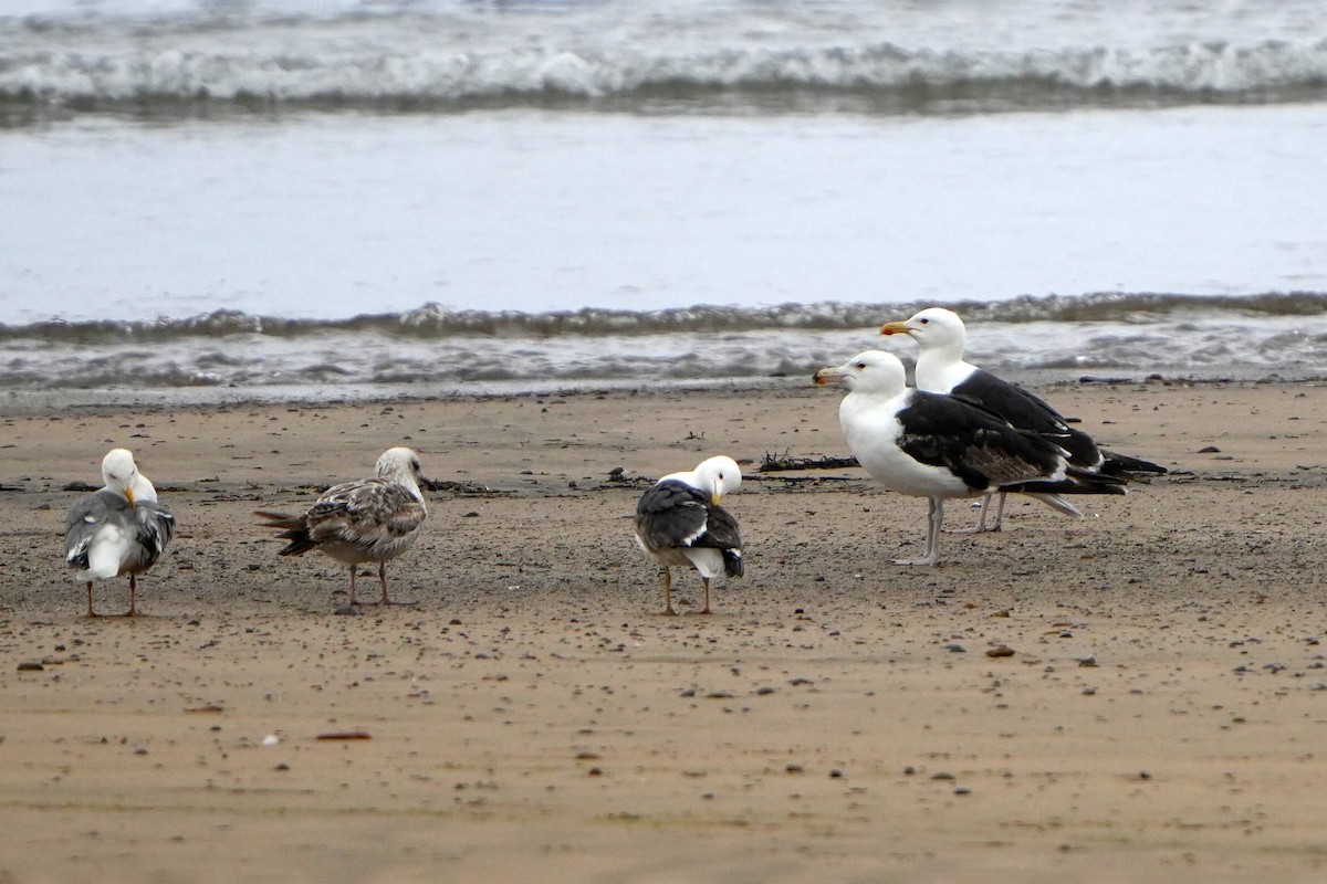Great Black-backed Gull - ML644420938