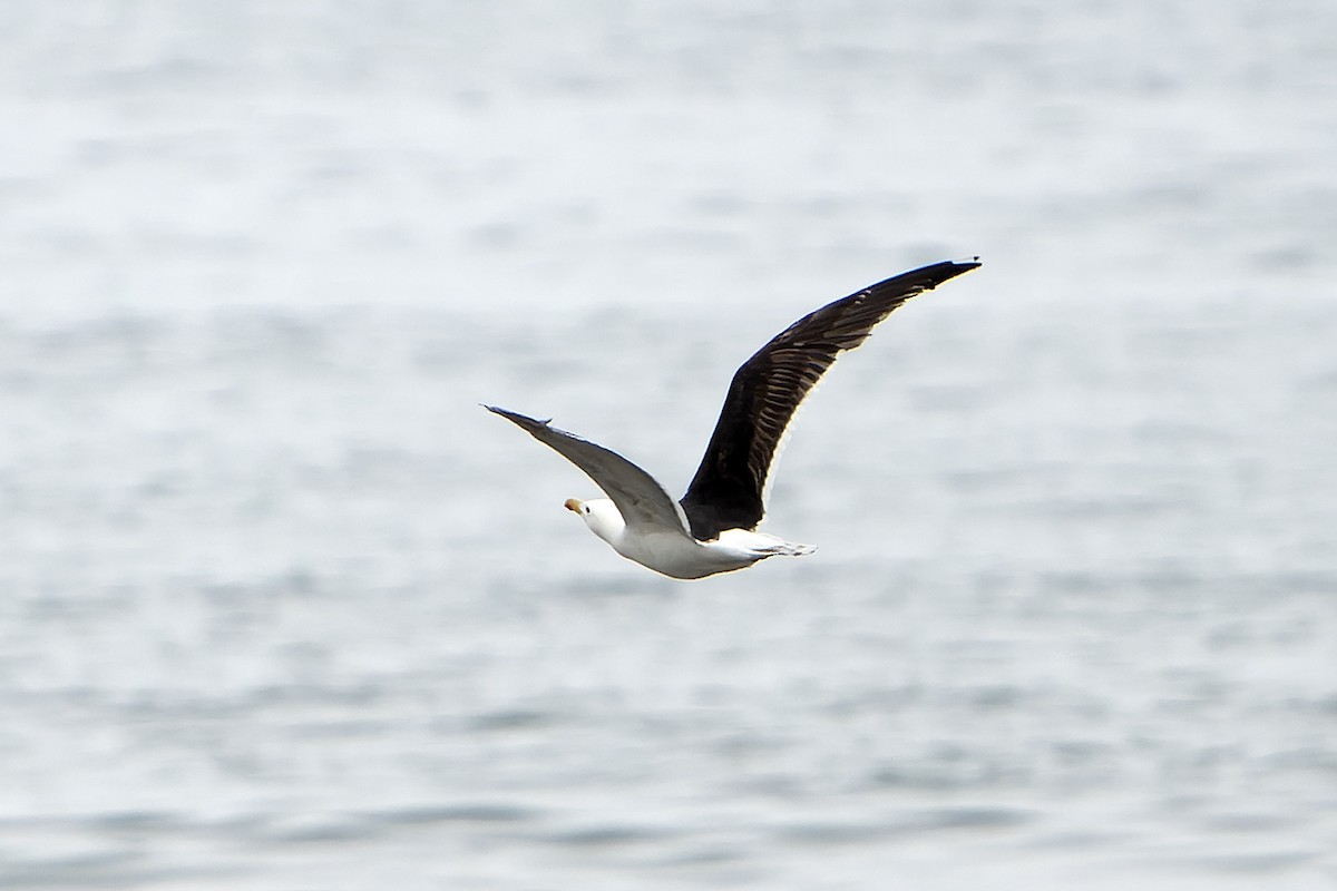 オオカモメ - ML644420939