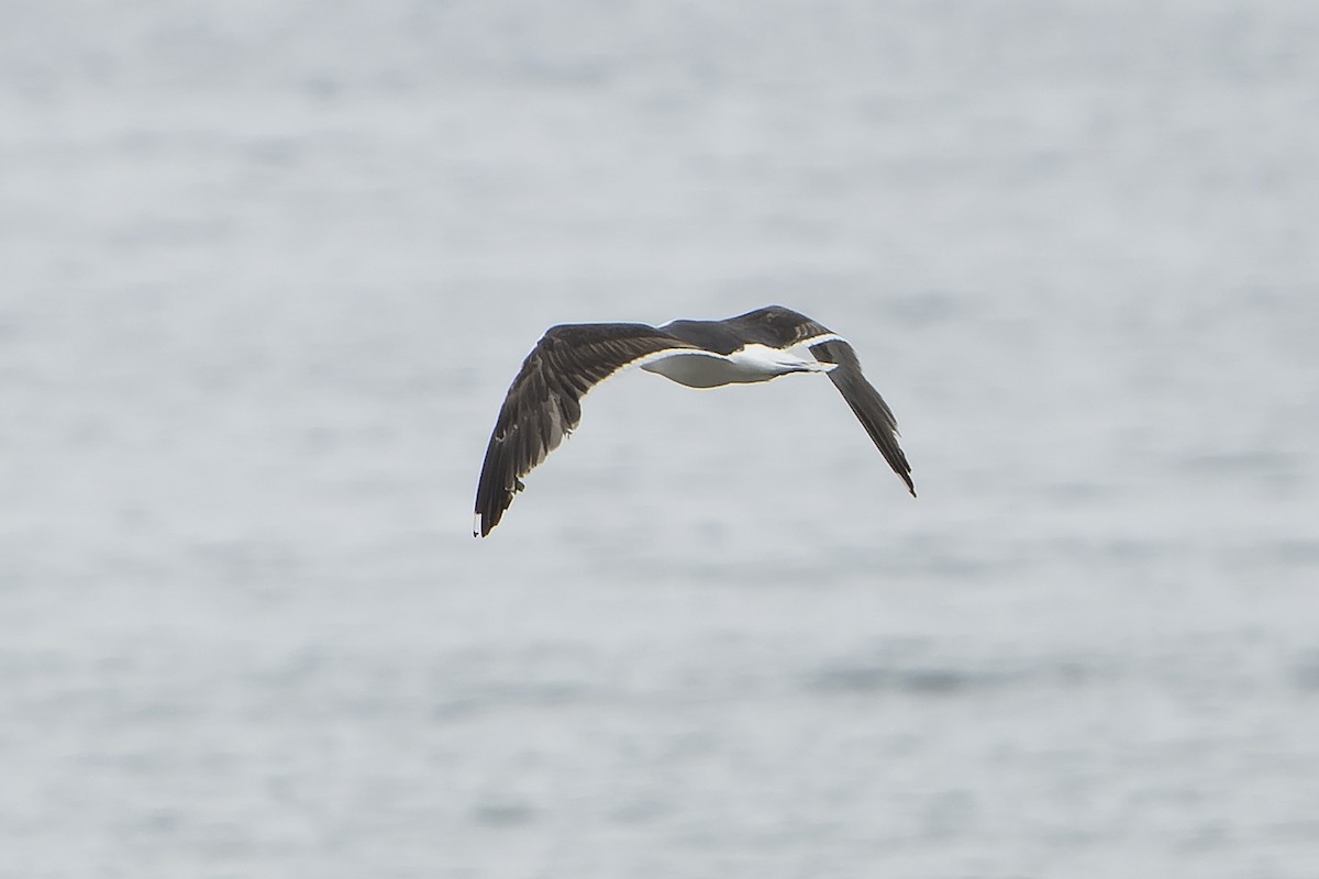 Great Black-backed Gull - ML644420940