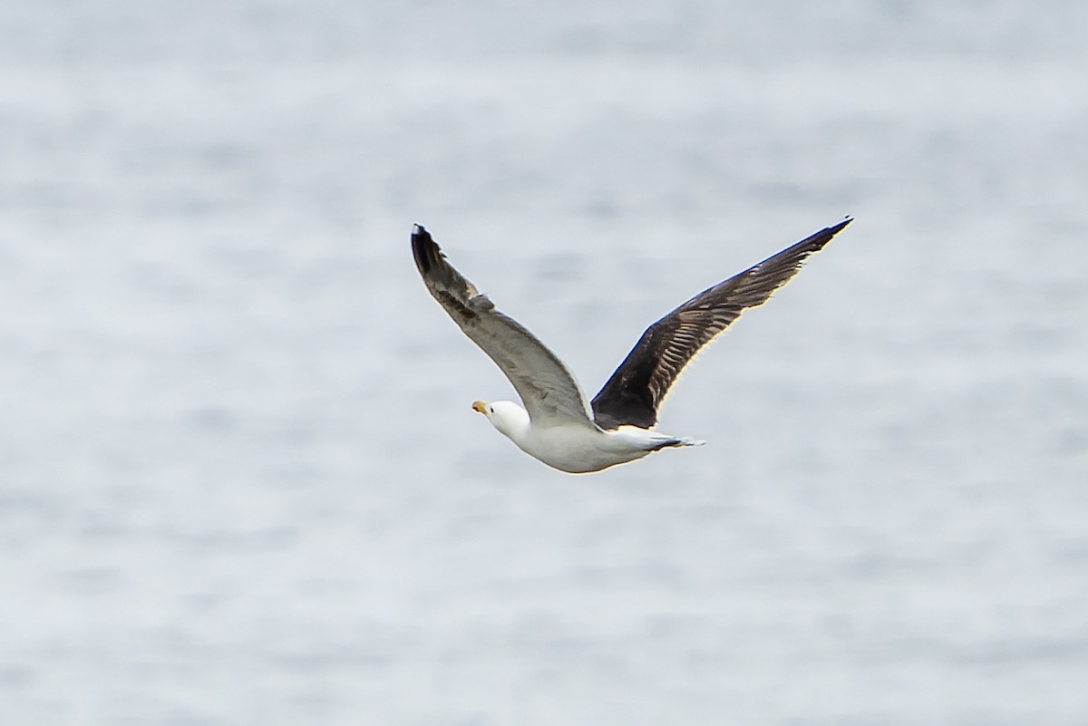 Great Black-backed Gull - ML644420941