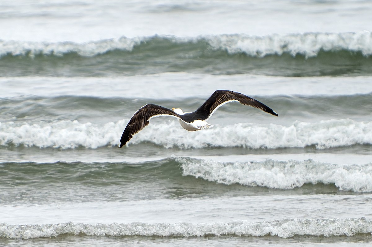 Great Black-backed Gull - ML644420942