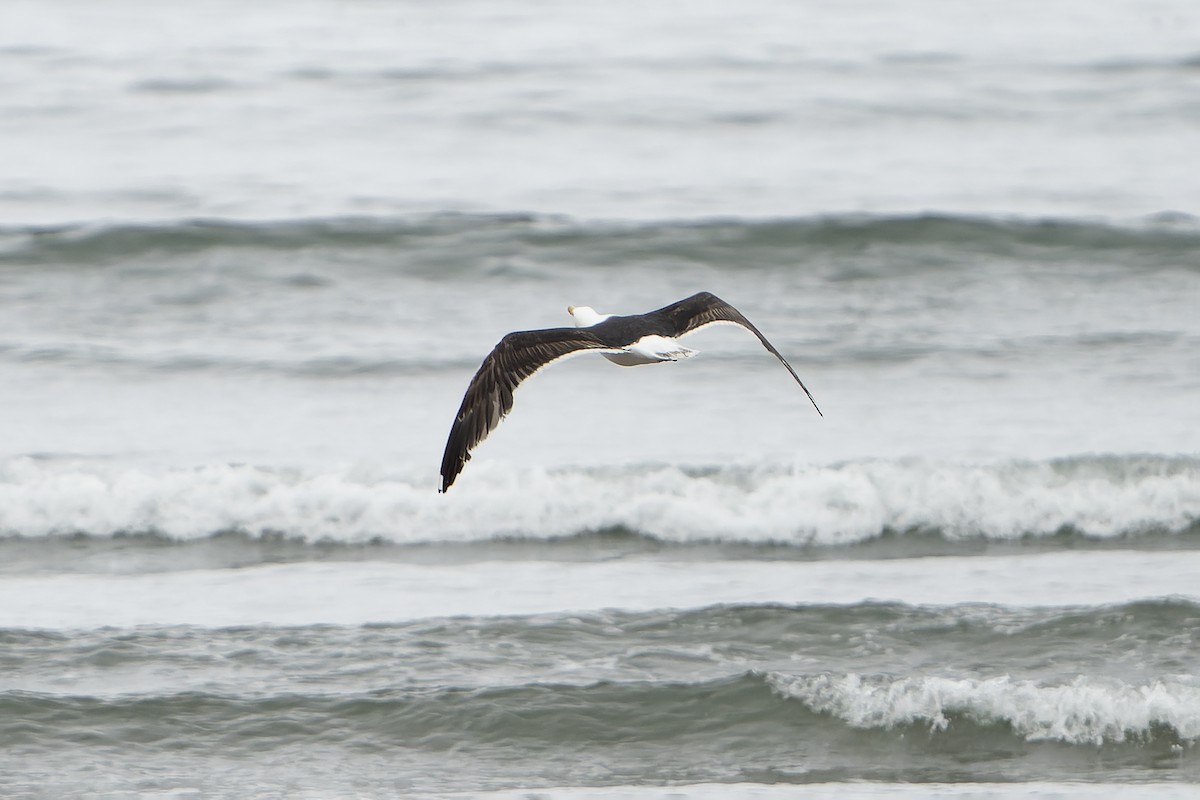Great Black-backed Gull - ML644420943