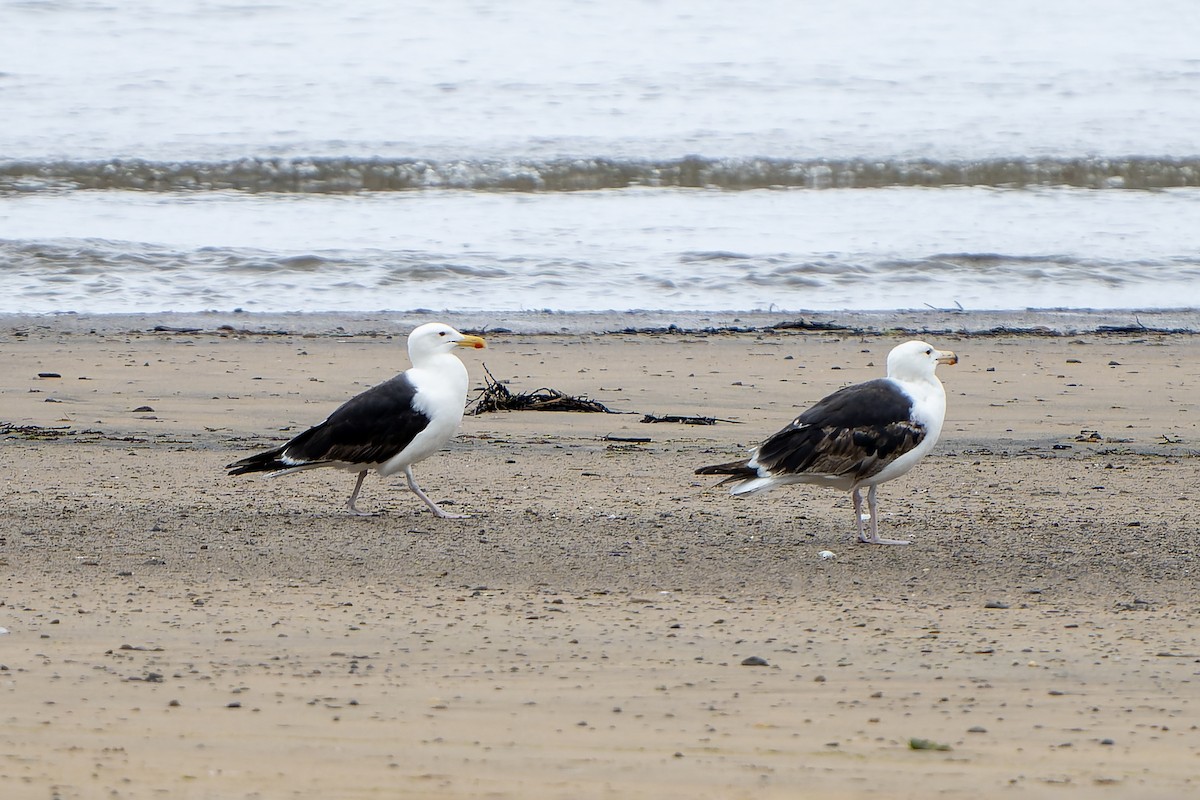 Great Black-backed Gull - ML644420944