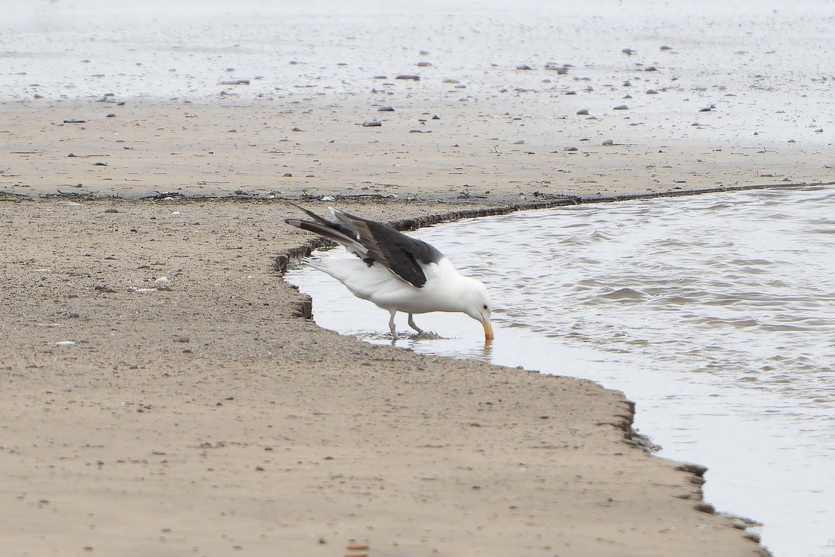 Great Black-backed Gull - ML644420945