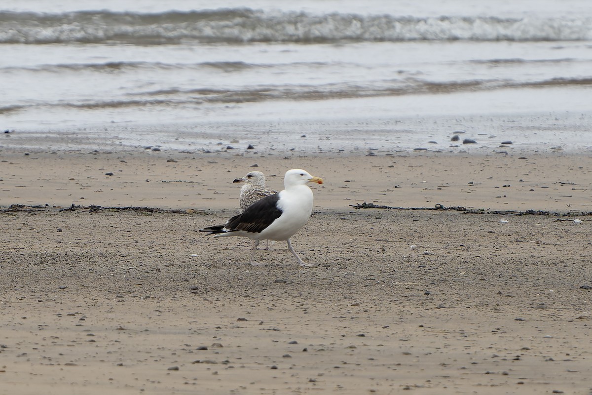 Great Black-backed Gull - ML644420946