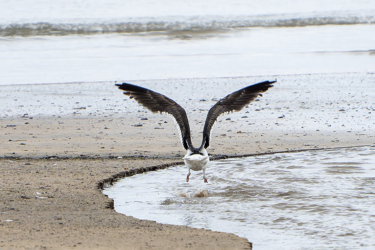 Great Black-backed Gull - ML644420947