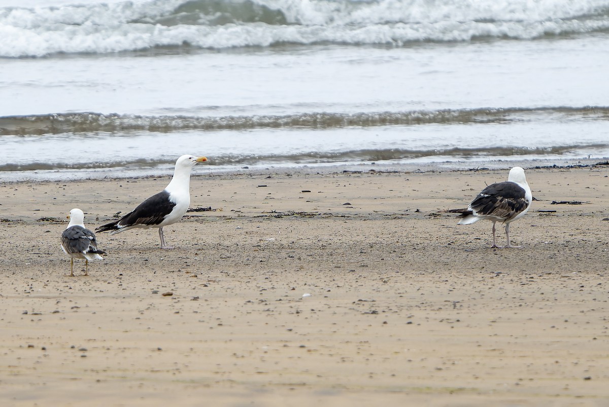 Great Black-backed Gull - ML644420948