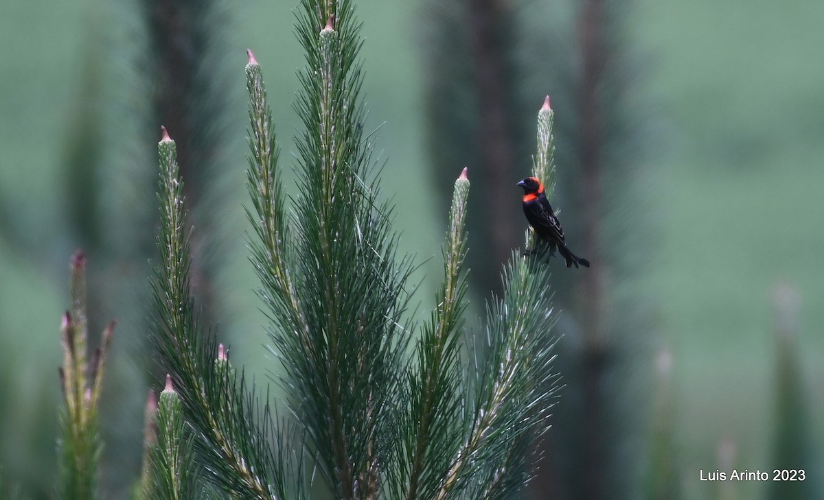Red-cowled Widowbird - ML644420949