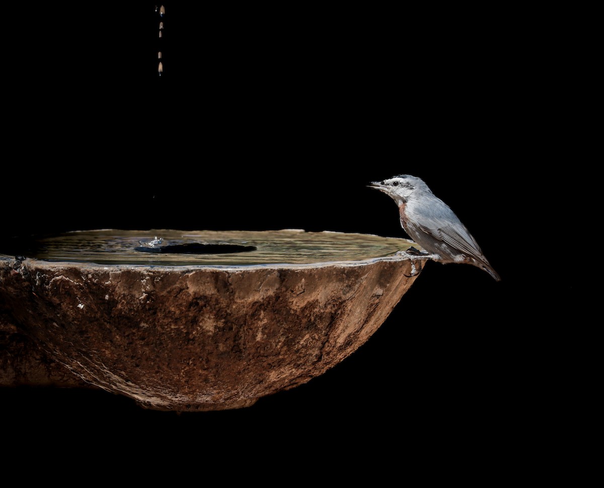 Türkenkleiber - ML644420951