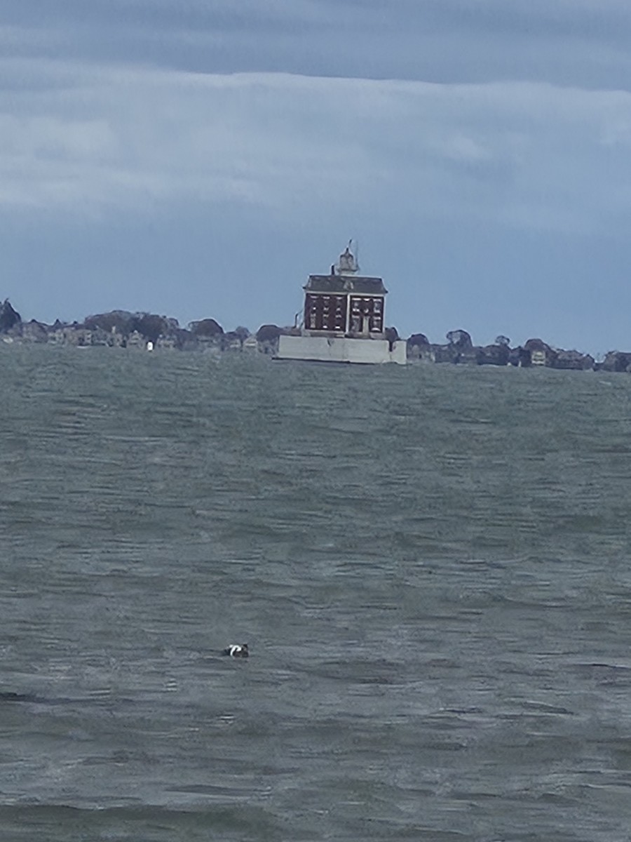 ærfugl - ML644420952