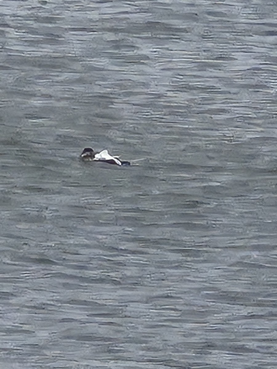 ærfugl - ML644420954