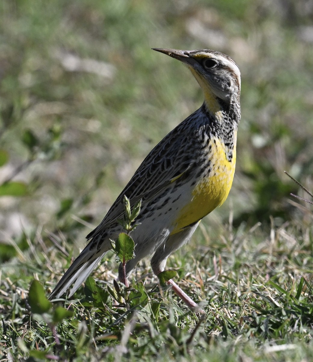 prærielerketrupial - ML644420971