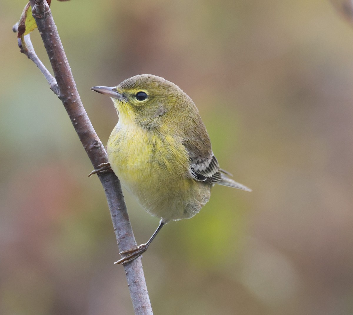 סבכון אורנים - ML644420974