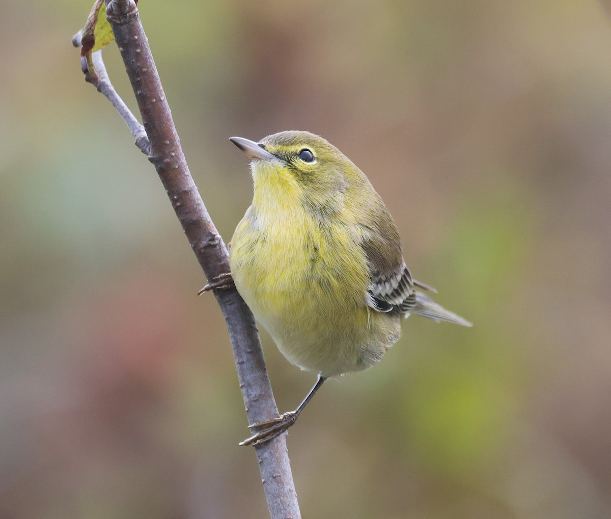 סבכון אורנים - ML644420975