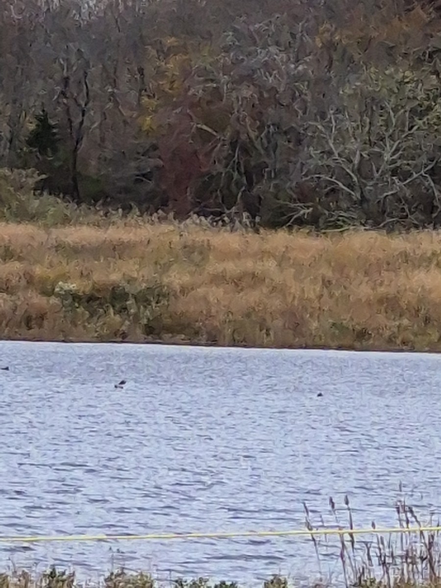 hjelmfiskand - ML644420979