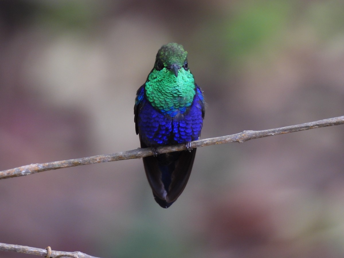 Fork-tailed Woodnymph - ML644420980