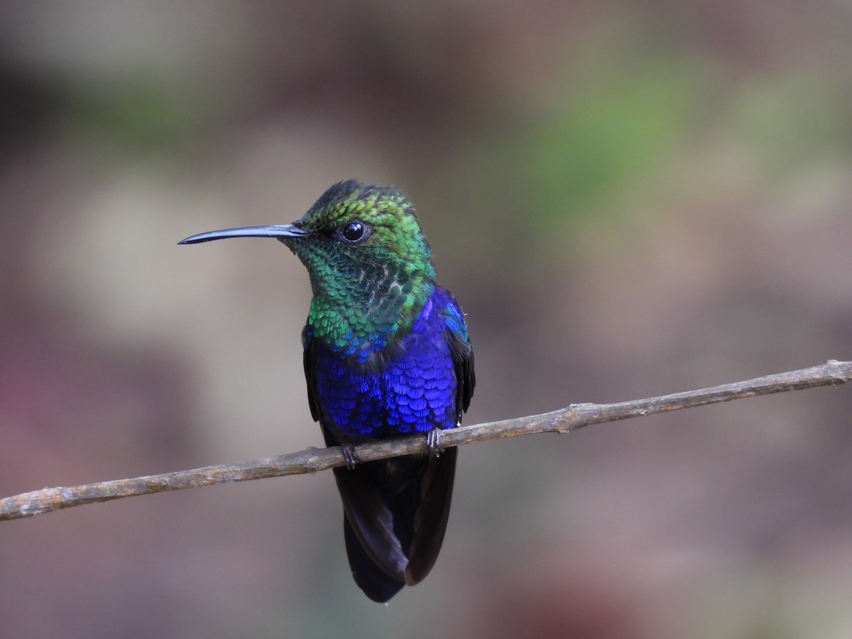 Fork-tailed Woodnymph - ML644420981