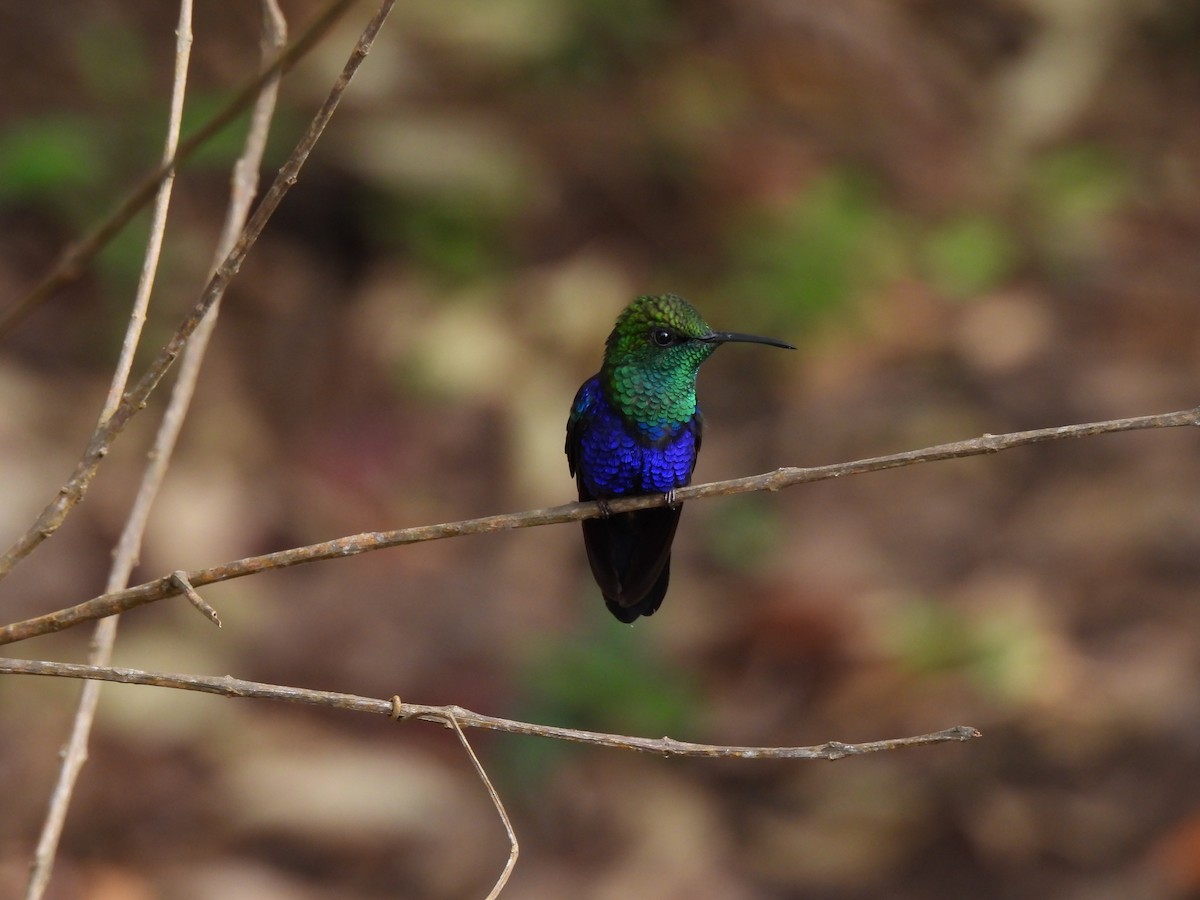 Fork-tailed Woodnymph - ML644420982