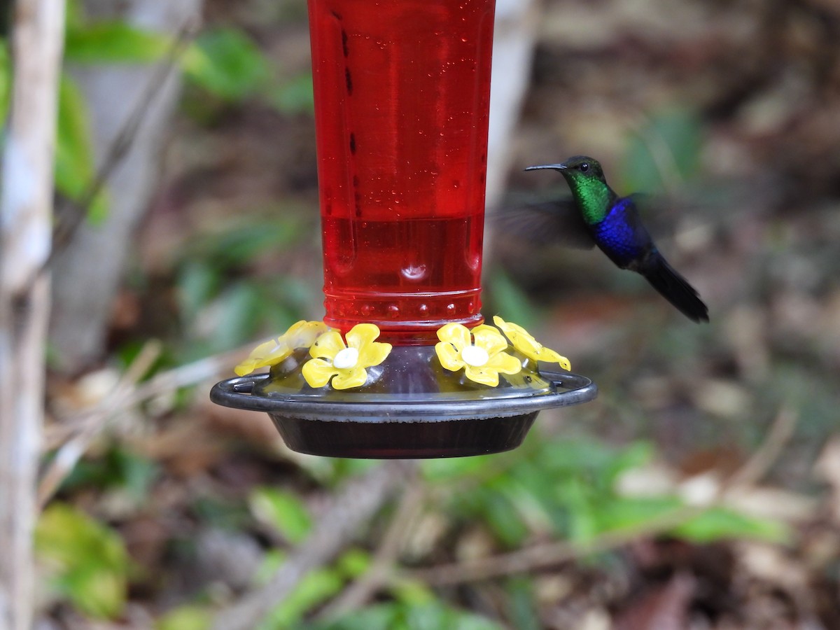 Fork-tailed Woodnymph - ML644420983