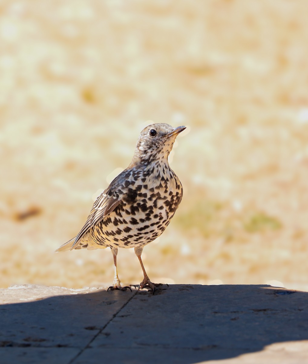 槲鶇 - ML644420987