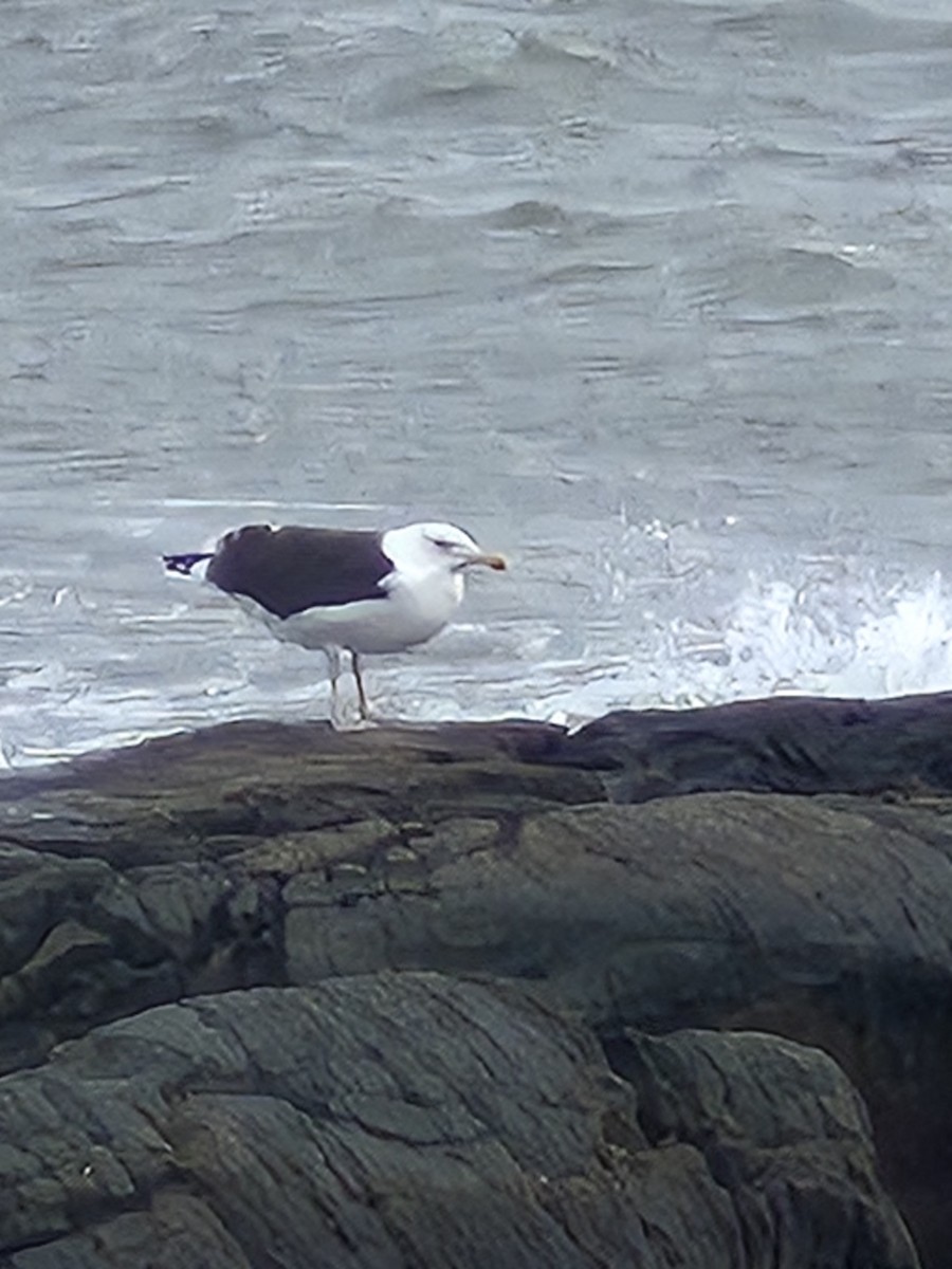 Great Black-backed Gull - ML644421003