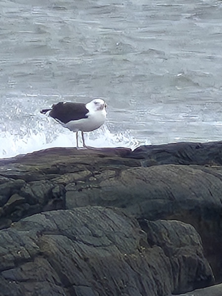 Great Black-backed Gull - ML644421004
