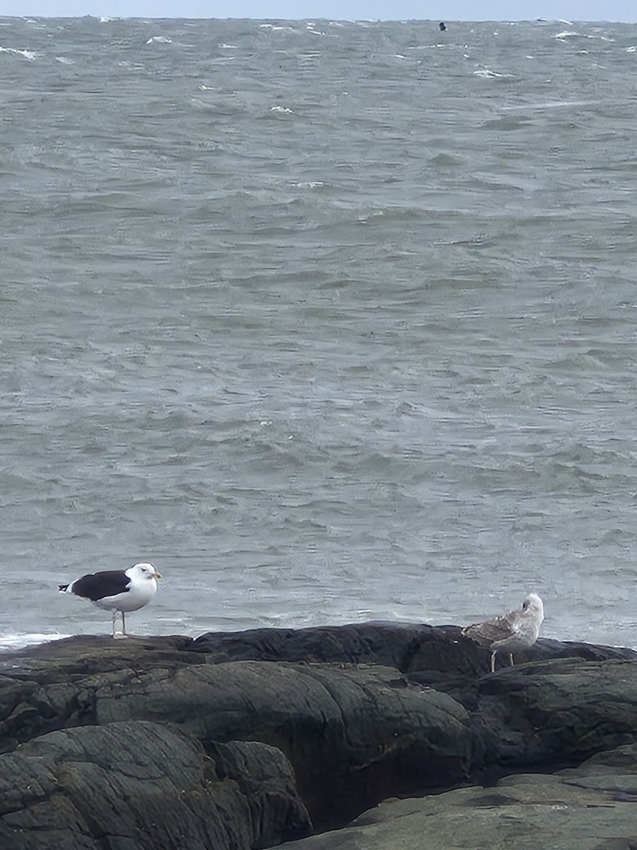 Great Black-backed Gull - ML644421005