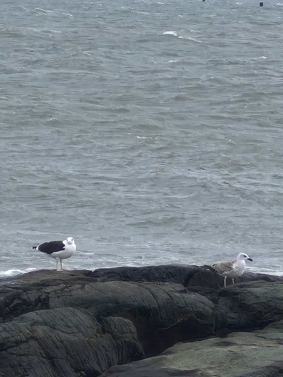 Great Black-backed Gull - ML644421006