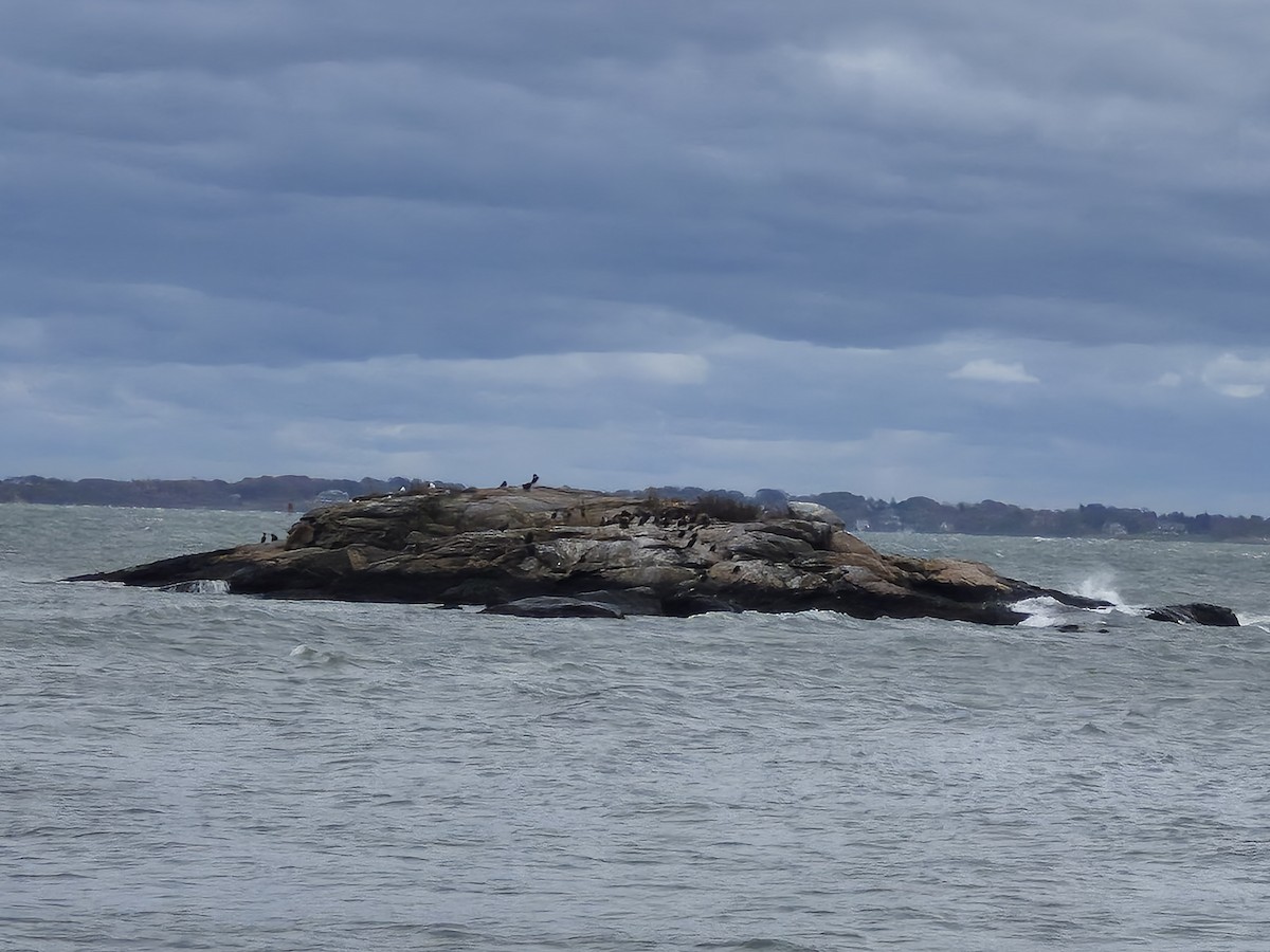 totoppskarv - ML644421012