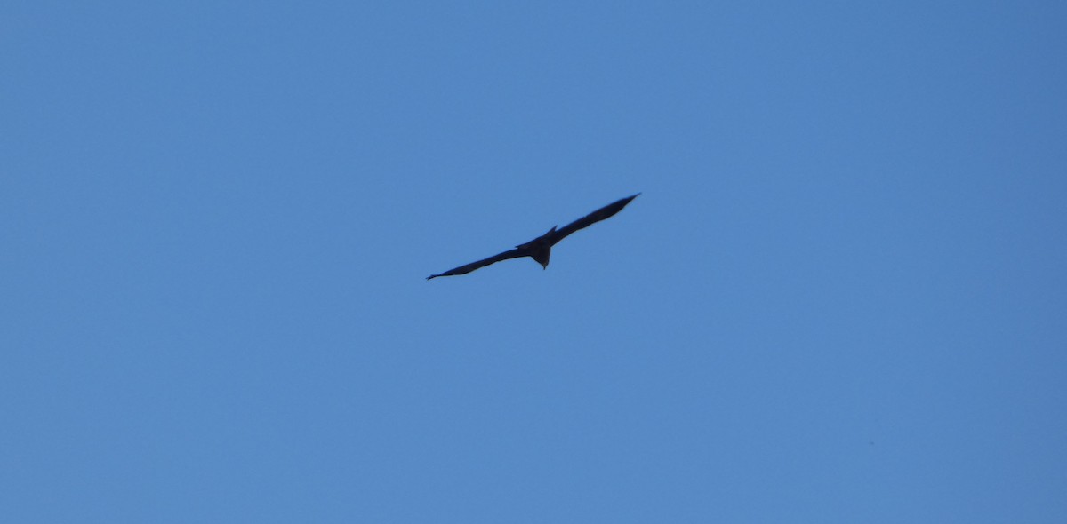 Black Kite (Black) - ML644421018