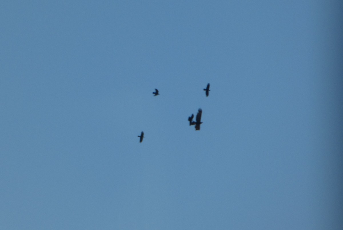 Black Kite (Black) - ML644421019